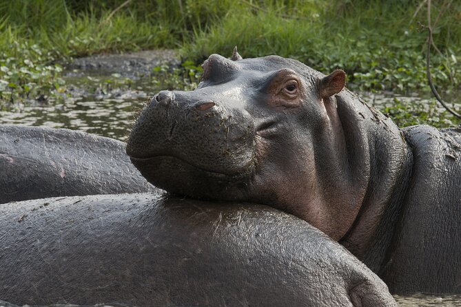 8 Days Green Season Offer - Luxury Serena Safari - Accessibility and Participation