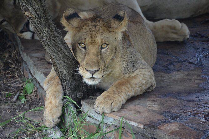 8 Days Safari to Mikumi NP, Ruaha NP and Nyerere NP + Isimila Stone Age Site - Uncover Isimila Stone Age Site