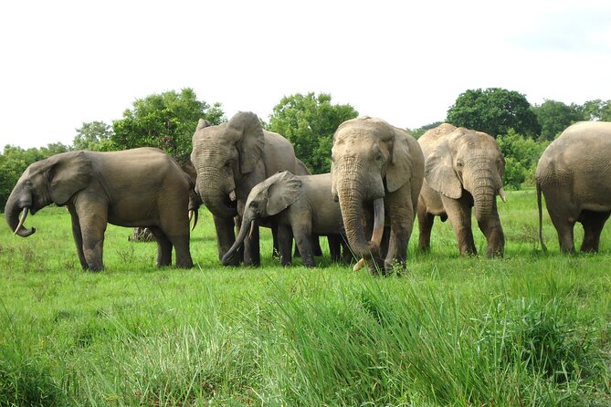 9 Day Ghana Wildlife and Culture Tour - Meals Included