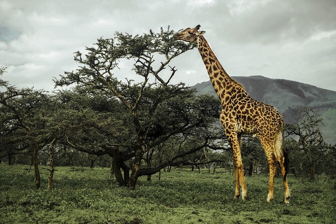 9-Day Ultimate Tanzania Honeymoon Safari Luxury Package - Cultural Immersion and Exploration