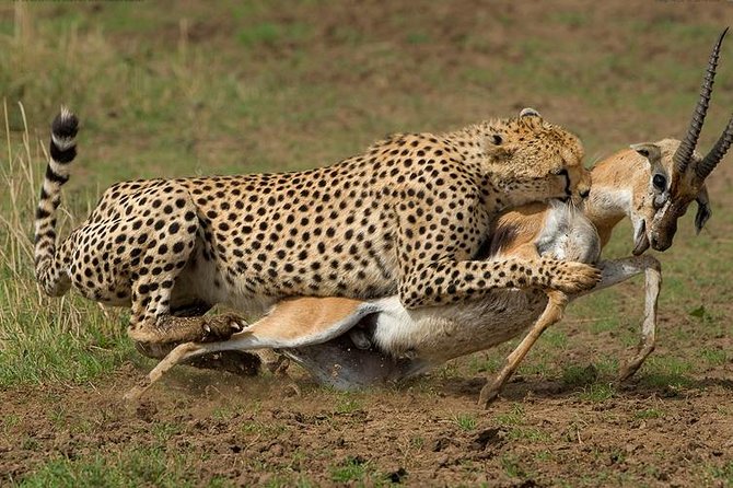 9-Days Discover Kenya Private Safari - Inclusions and Exclusions