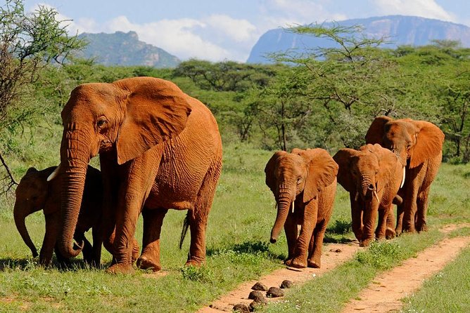9 Days Kenya Classic Lodge Safari - Accommodation Options