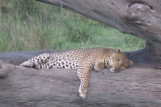 9 Days Safari To See Great Migration Crossing - Transportation and Logistics