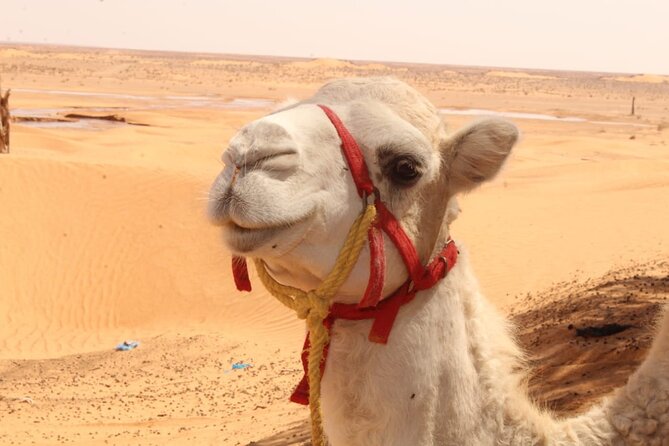 A Day in Ksar Ghilane Star Wars Tours Departing From Djerba - Discovering Berber Cultural Traditions