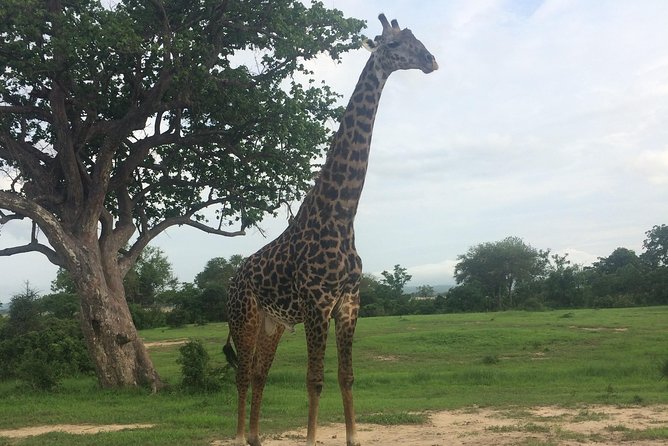 A Day Trip to Mikumi From Morogoro - Accessibility and Participation