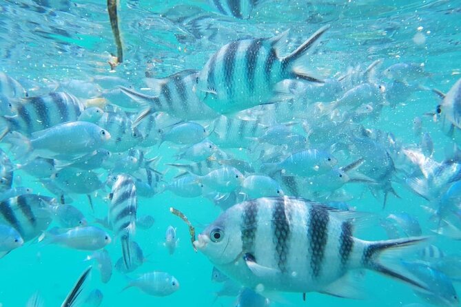 A Half Day Private Dolphins And Snorkeling Tour To Mnemba Island - Customer Reviews