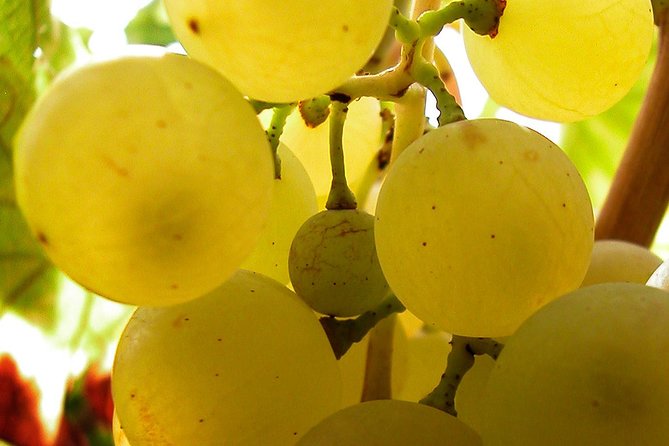A Sample Of Wine, A Sample Of Istria - A Short But Fulfilled Program - Booking Information