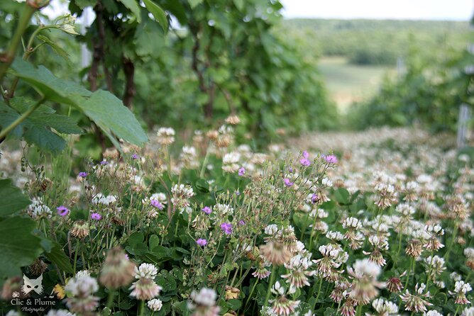 A Unique Sensory Experience in the Vineyards - Champagne Production Insights