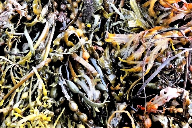 Abalone Farm Tour and Tasting With Coastal Seaweed Walk. Guided. 2 Hours - Tasting Menu Overview
