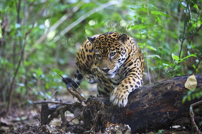 Admission Ticket to Las Pumas Rescue Center - Recommendations and Tips