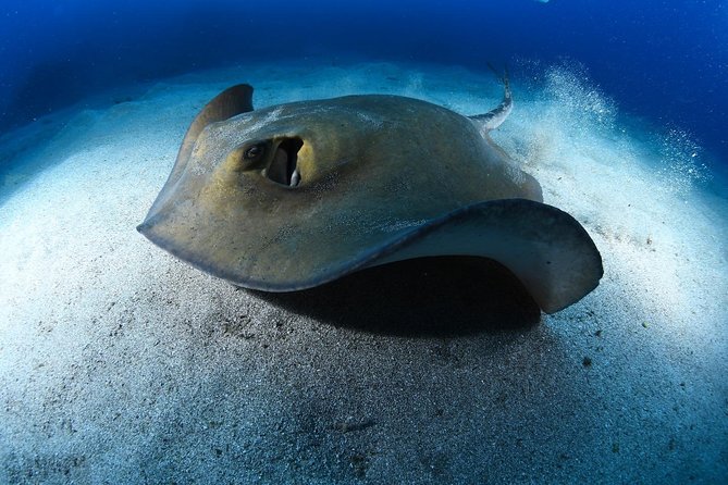 ADVANCED OPEN WATER CERTIFICATION - Improve Your Scuba Diving Skills up to 30M ! - Pricing and Packages