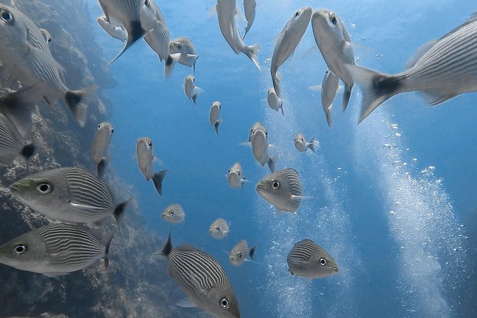 Advanced Open Water Dive Certification in Tamarindo - Included in the Package