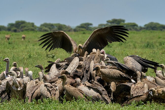Affordable 4 Days Tanzania Private Mid-range Lodge Safari Tour - Cancellation Policy