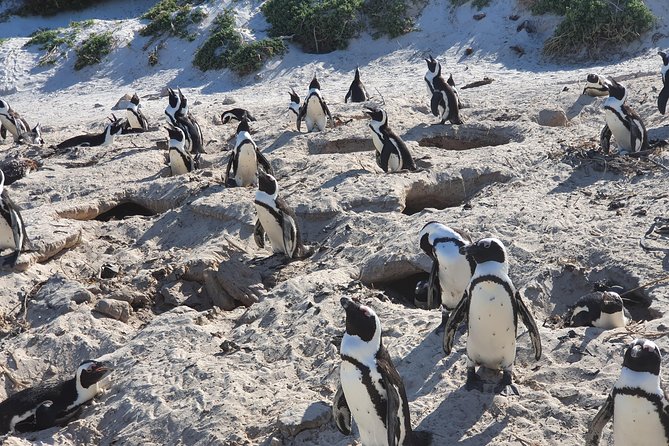 African Penguins (Boulders Beach) Half Day Tour From Cape Town - Transportation Details