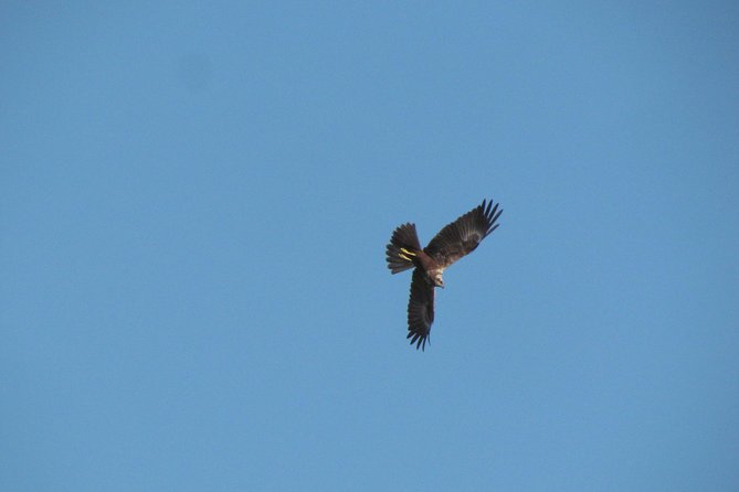 Afternoon Birdwatching at Lagoa Dos Salgados - Highlights of the Tour
