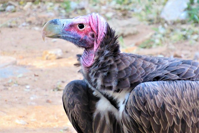 Afternoon Kruger National Park Safari - Ideal for Budget-Minded Travelers