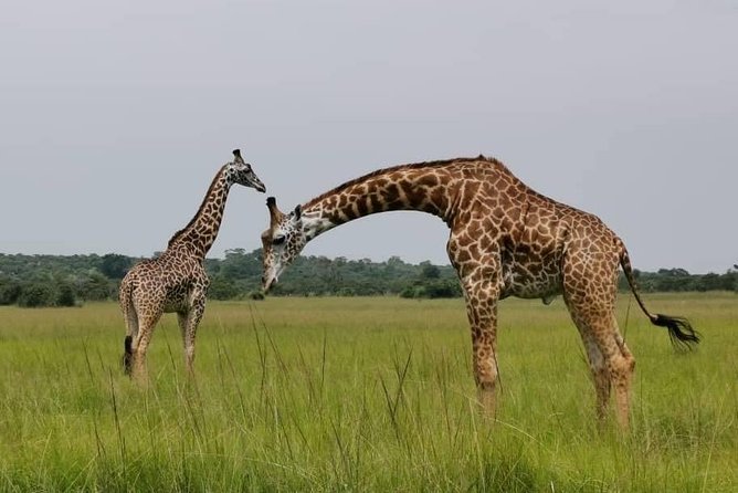 Akagera Game-drive Safari - Confirmation and Accessibility