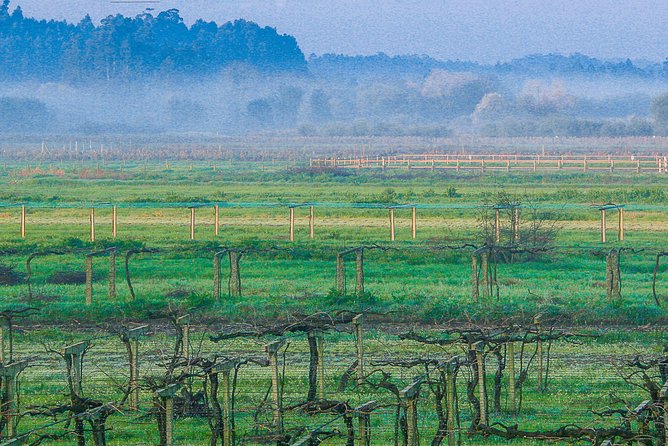 Albariño Private Wine Tour From Santiago De Compostela - Transportation and Pickup Options