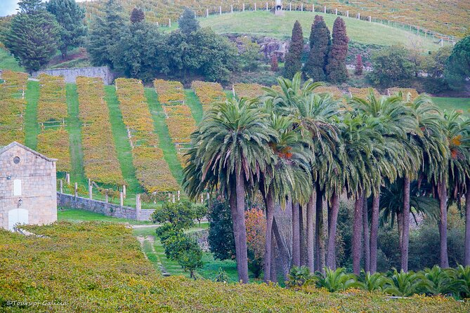 Albariño Trails Private Wine Tour/Shore Excursion From Vigo - Expert Tour Guide Juanjo