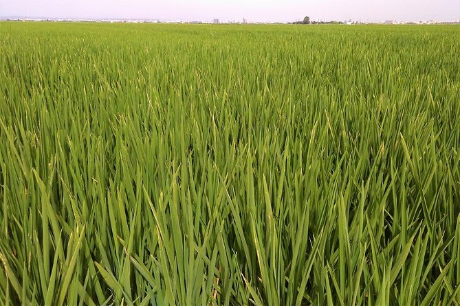 Albufera: Lake, Paella and Birdwatching - Exploring Albuferas Rich Ecosystem