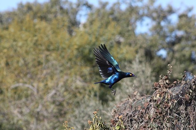 Algarve Flavours & Traditions - Wine Tour Insights