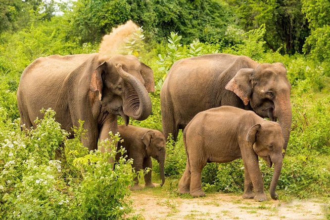 All Inclusive Udawalawa National Park Day Tour From Negombo - Inclusions of the Tour