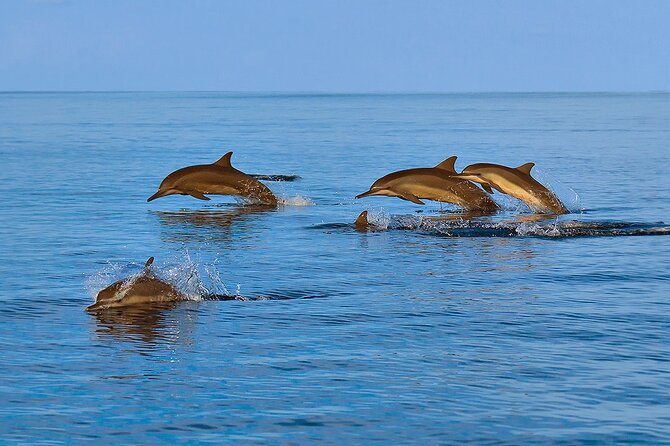 Amazing Dolphin Watching Tour In Muscat - Participant Experience