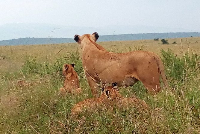 Amboseli National Park Day Trip:Mt Kilimanjaro Views - Pickup and Accessibility