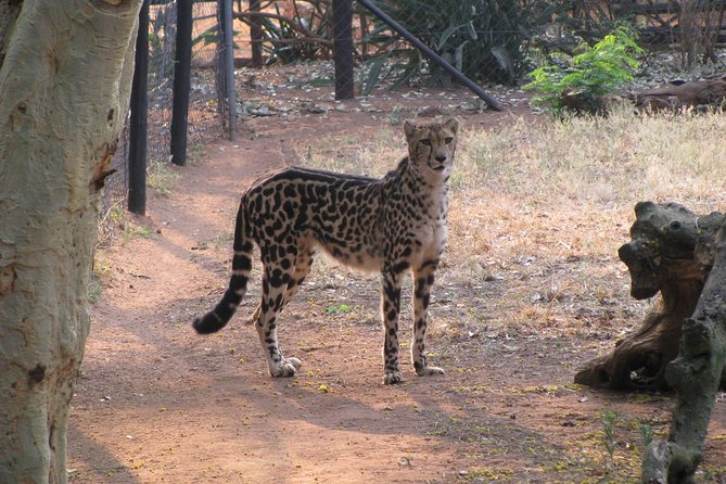 Ann Van Dyk Cheetah Centre Tour From Johannesburg or Pretoria - Traveler Experiences and Reviews