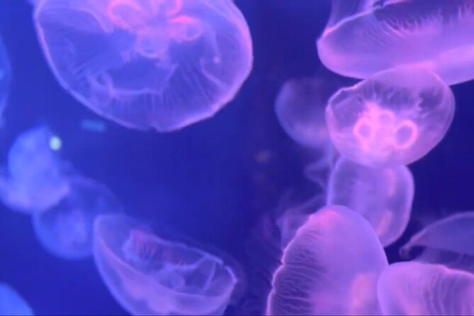 Aquarium of Genoa Reserved Entrance - Booking Process and Confirmation