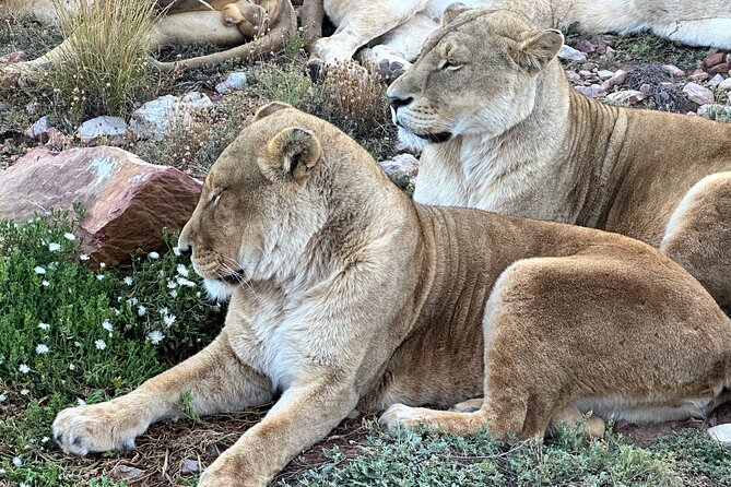 Aquila Game Reserve Safari With Park Fees, Transport & Lunch - Safari Duration and Group Size