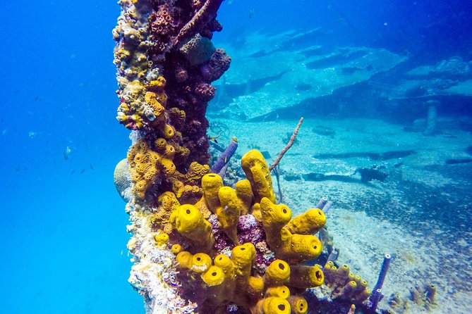 Aruba Guided Night Dive Adventure: Shallow Reefs or Shipwrecks - Reviews and Feedback