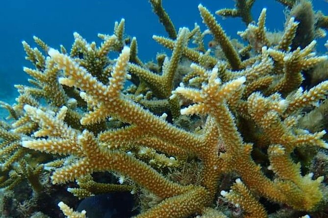 Aruba Kayak Explorers - Experience and Activities