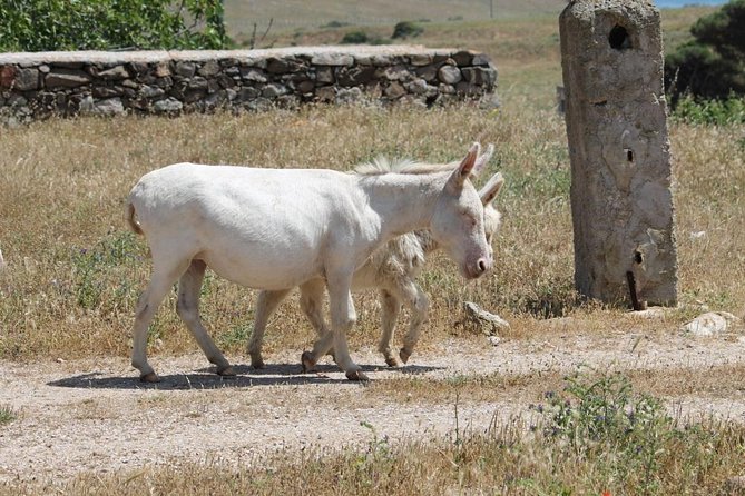 ASINARA ISLAND TOUR - Full Day (Off Road Tour in the National Park) - Spotting Wildlife and Local Fauna