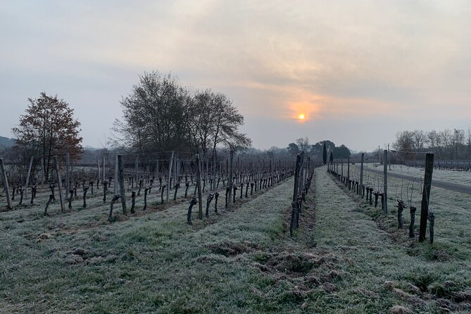 Assemble Your Own Wine Cuvée in the Vineyard - Schedule and Availability