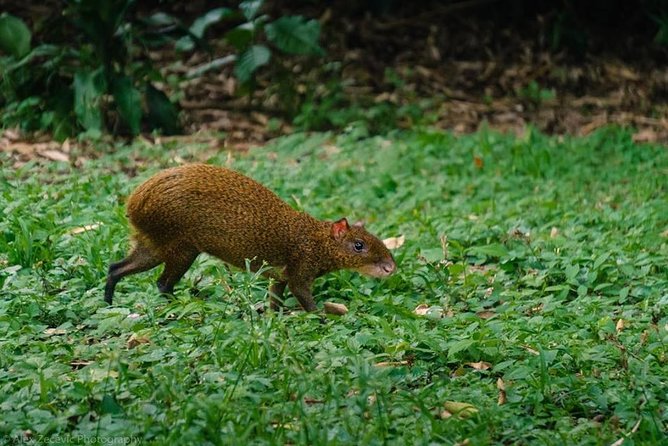 Atitlan Hiking and Birding - Day Tour From Antigua - Health and Safety