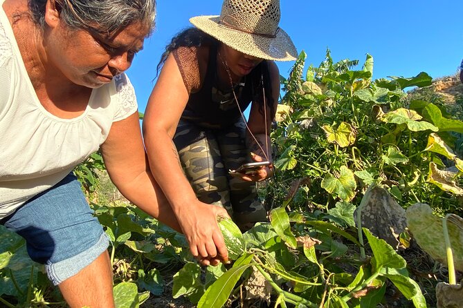Azteca Cactus Taco - Farm to Table Cooking Class in Los Cabos - Included in the Class