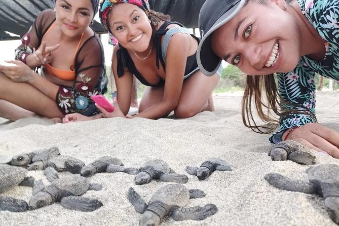 Baby Turtle Release - Pickup and Transportation