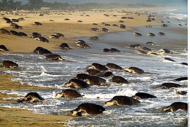 Baby Turtle Release in Coyote Escobilla Beach - Arrival and Departure