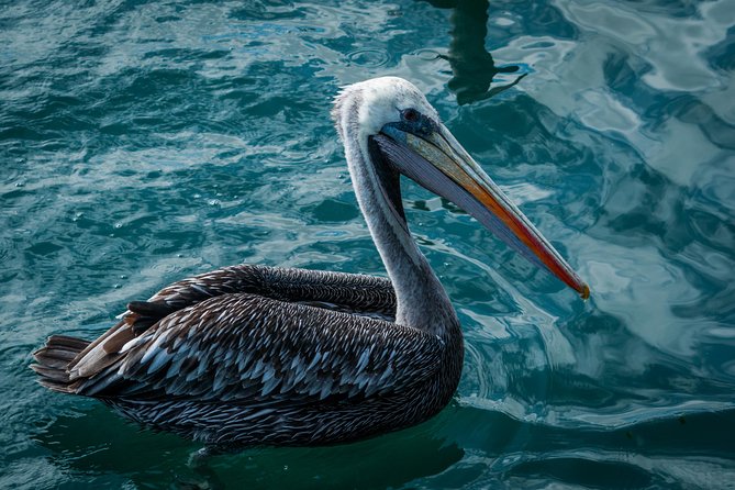 Ballestas and Paracas From Lima by Bus - Exploring the Ballestas Islands