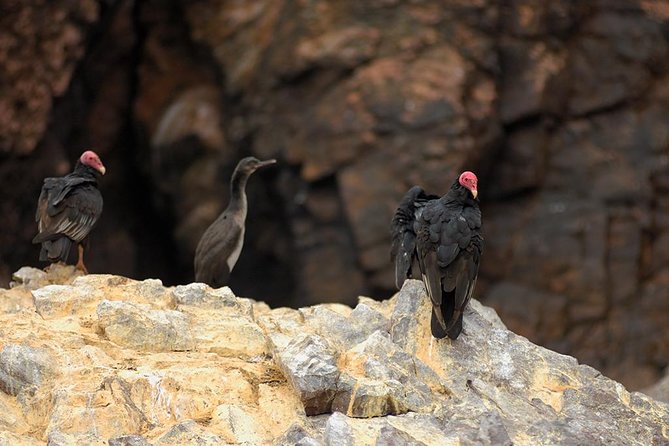 Ballestas Islands for Cruise Ship Passenger Paracas Harbour - Ratings and Passenger Feedback