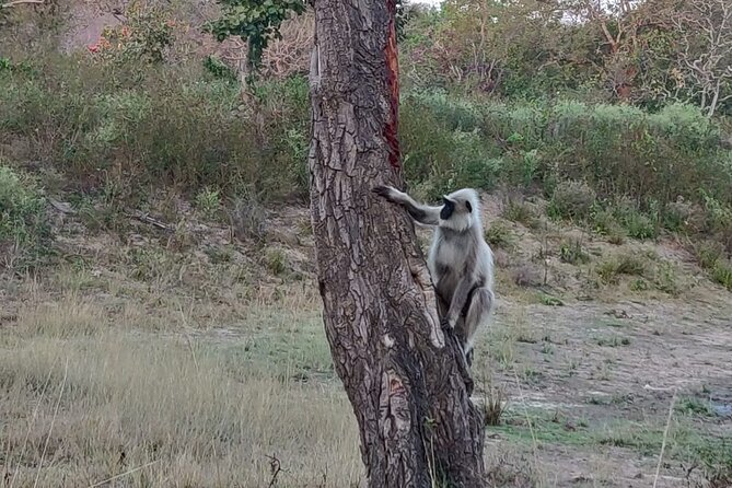 Bandipur Wildlife and Mysore Experience in 2 Days From Bangalore - Accommodation Details