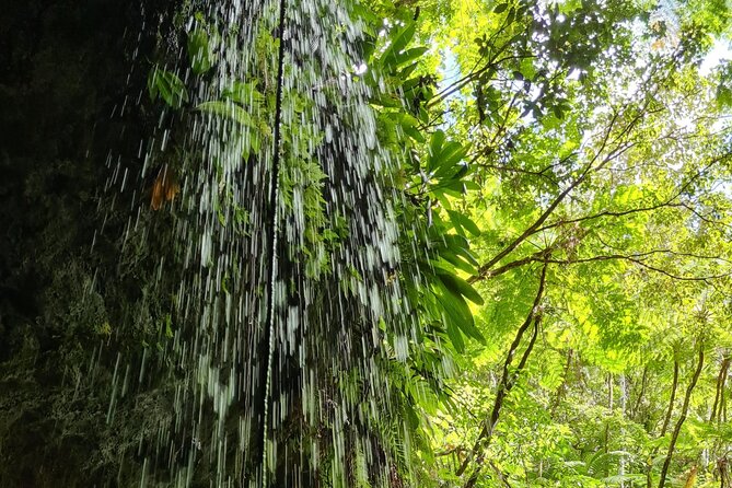 Basseterre Rainforest Hike - Booking Information