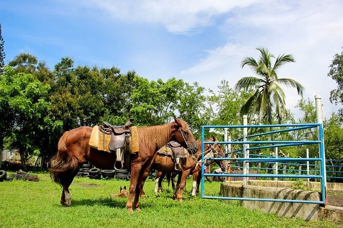 Beach Horse Ride Punta Cana - El Limon & La Sabana De Nisibon - Participant Requirements