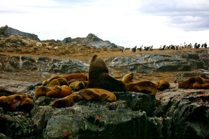 Beagle Channel Navigation Adventure: Penguin Watching Experience - Observing Penguins and Wildlife