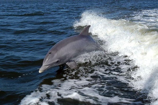 Become a Dolphin Protector! Lisbon Eco-Dolphin Watching - Protecting Dolphins in Their Habitat