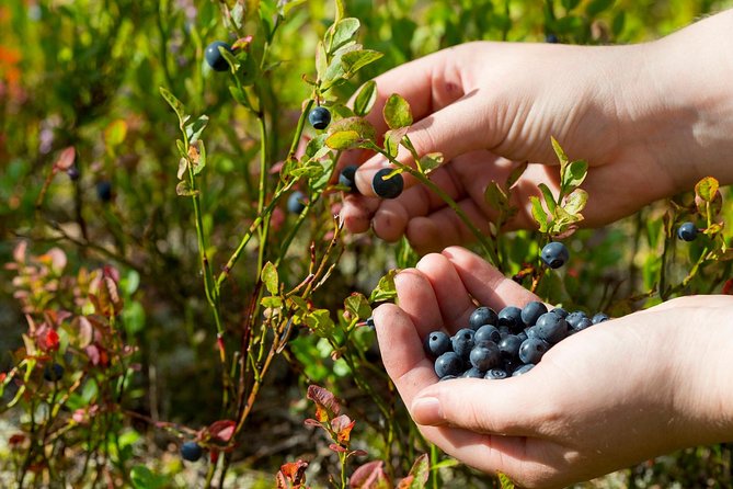 Berry Nice Day - Berry Picking and Juice Making in Rovaniemi - Activity Start Time