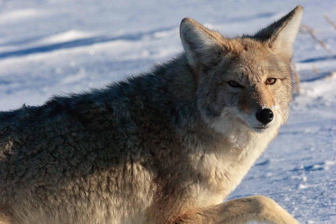 Best of Jackson Hole Wildlife Private Safari Tour - Tour Participation and Accessibility