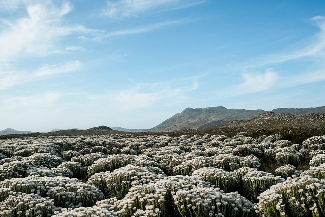 Best of the Cape Peninsula Private Tour - Pricing Details