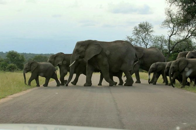 BIG 5 Kruger 3 Days Safari From Johannesburg - Accessibility and Participation
